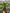 Living Abundance | Feng Shui Money Tree |