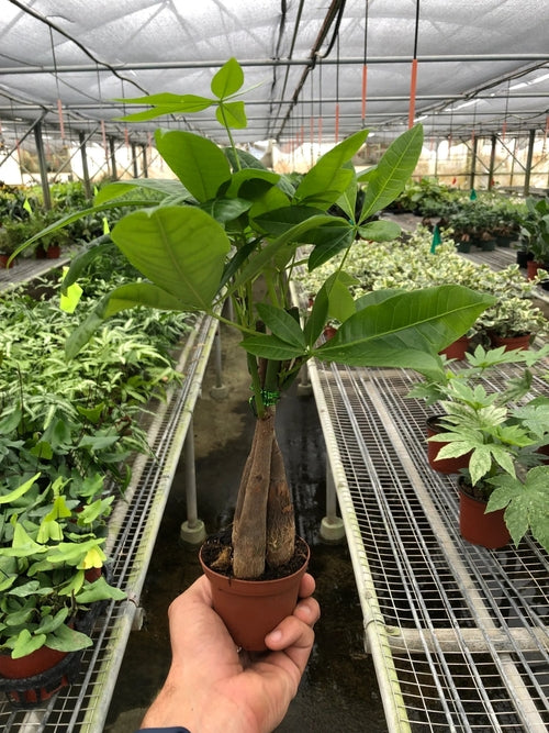 Living Abundance | Feng Shui Money Tree |