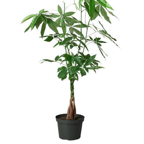 Living Abundance | Feng Shui Money Tree |
