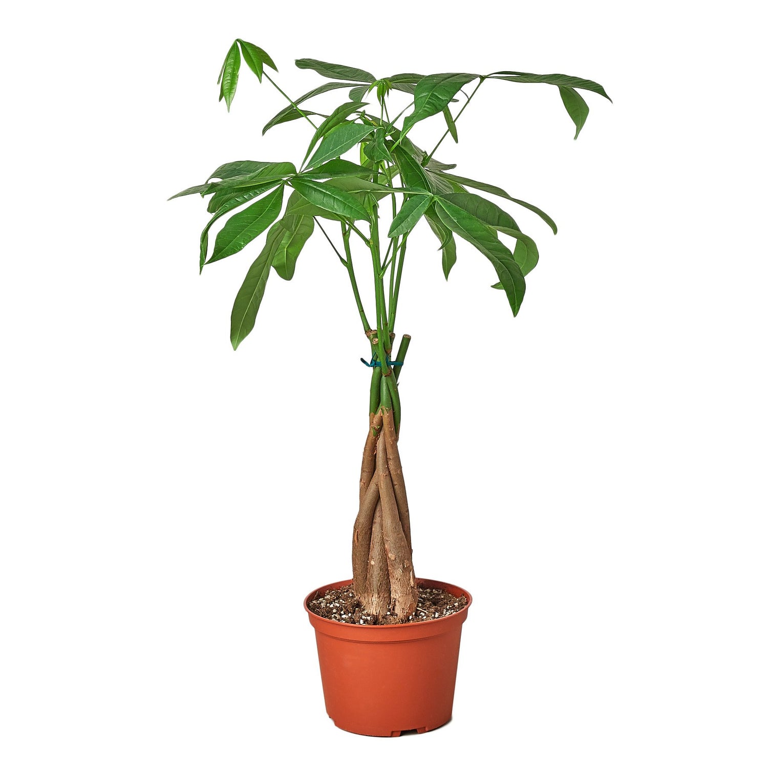Living Abundance | Feng Shui Money Tree |